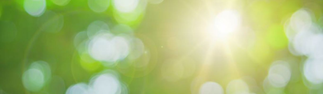 Sunshine through green leaves
